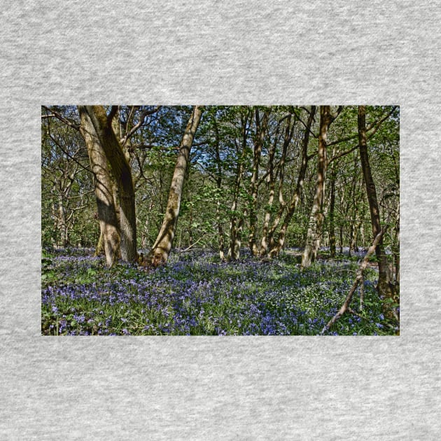 Bluebells in the woods by avrilharris